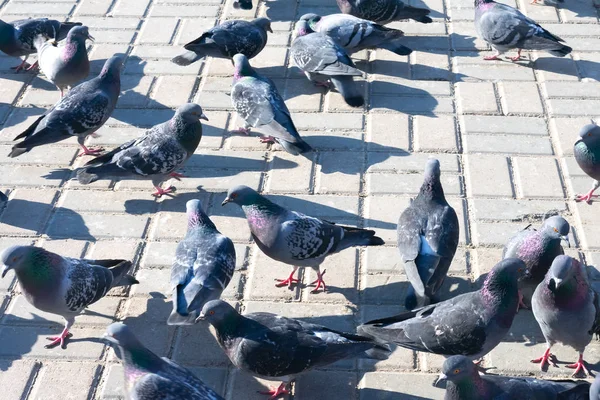 Sokaktaki Gri Güvercin Sürüsü Özgürce Parkta Otluyor Tahılları Gagalıyor — Stok fotoğraf