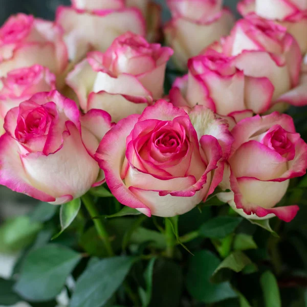 Grupo Rosas Rosa Brilhante Com Folhas Verdes Com Fundo Bokeh — Fotografia de Stock