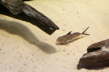 Featherfin gıcırtısı aynı zamanda 
