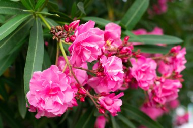 Yeşil yapraklı, parlak pembe zakkum çiçekleri. Üretken, büyük, pembe bir çalılık yeşil yapraklarla çelişen bir sürü güzel kokulu çiçek üretir..