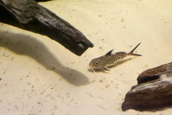 Featherfin Squeaker Chiamato Anche Synodontis Eupterus Sta Nuotando Sott Acqua — Foto Stock