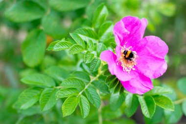 Köpeğin parlak pembe çiçek açan gülü yaz mevsiminde güneş ışınları üzerinde yaban arısı, huzur ve sükunet kavramı