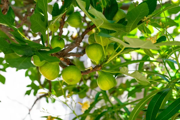 Yeşil Yapraklı Yeşil Incir Meyveleri Ağaçta Yetişen Tropikal Meyveler — Stok fotoğraf