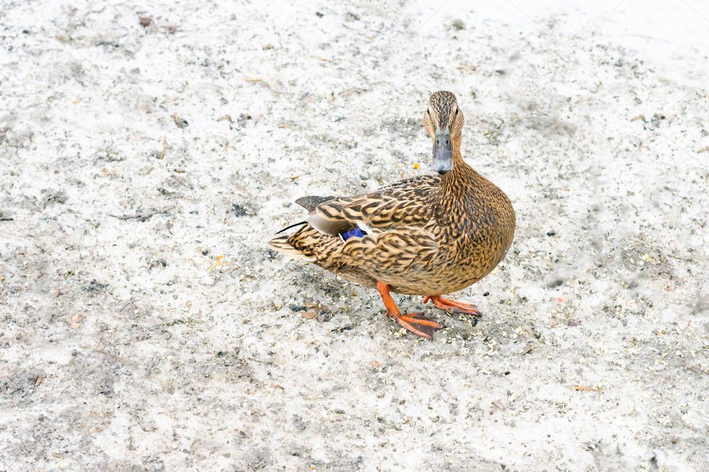 Wild female duck also known as a hen with brown and blue feathers on snowy ground in winter season, wintering of wild ducks, close up view