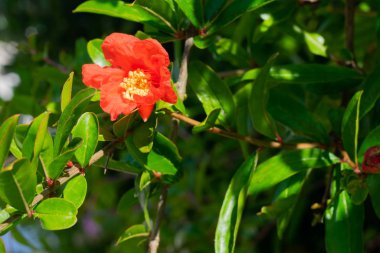 Kırmızı nar çiçeği ve yaz güneşlerinde yeşil yapraklar. Nar hasadının, mevsimlik cipslerin başlangıcı.