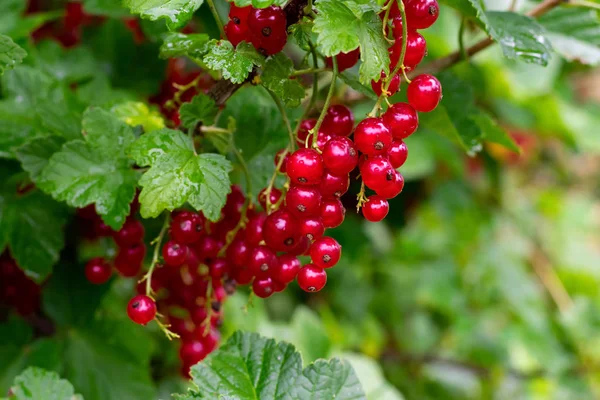 Sappige Rode Bessen Hangen Zomer Aan Een Tak Met Groene — Stockfoto