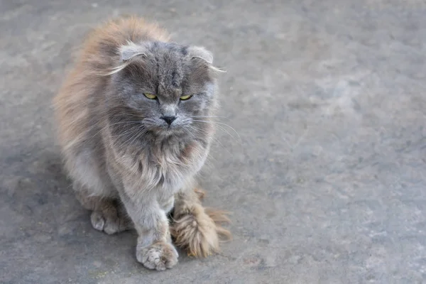 Eenzame Dakloze Miserabele Grijze Pluizige Vuile Kat Met Chagrijnig Zicht — Stockfoto