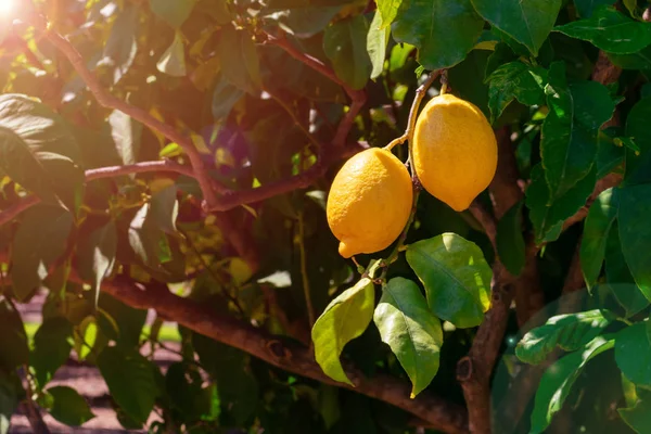 Las Frutas Jugosas Limón Que Cuelgan Una Rama Las Luces — Foto de Stock