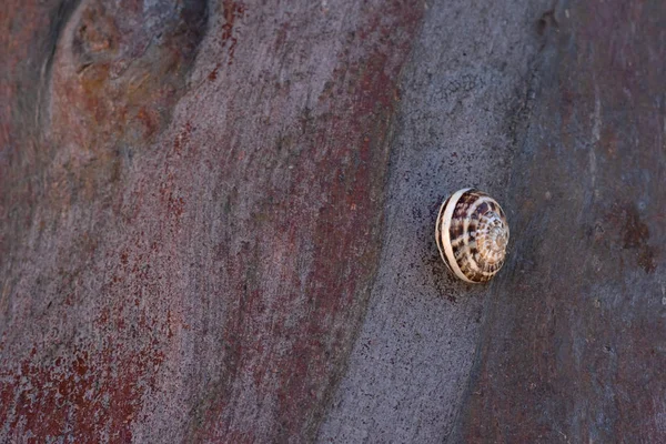 Yenilebilir Salyangoz Salyangoz Helix Pomatia Olarak Bilinir Ağaç Kabuğunda Büyük — Stok fotoğraf