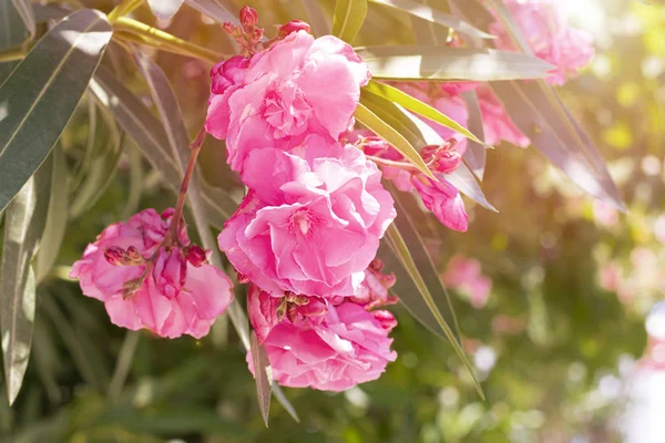 Adorável Florescendo Flores Oleandro Rosa Brilhante Com Folhas Verdes Prolífico — Fotografia de Stock
