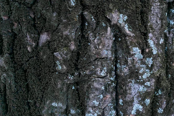 木の樹皮で作られた背景 — ストック写真
