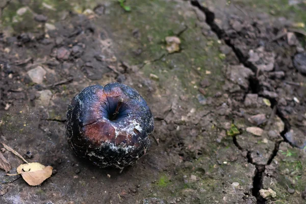 Seluruh Apel Hitam Busuk Dengan Jamur Dan Memar Tergeletak Tanah — Stok Foto