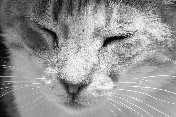 Beautiful Grey Cat Resting Table Closed Eyes Cat Asleep Sunny — Stock Photo, Image