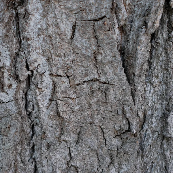 Background Made Bark Wood — Stock Photo, Image