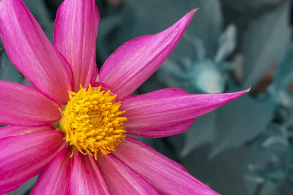 Background Made Macro View Vibrant Pink Star Shaped Dahlia Flower — Stock Photo, Image