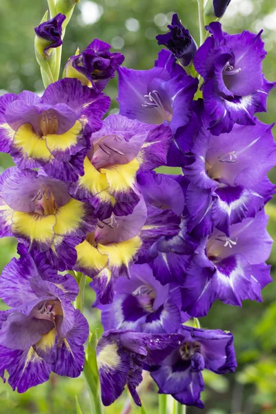 Deep violet blossoming gladiolus flowers in summer daylight growing in the garden. Vertical format. Blooming gladiolus on summertime sunbeams.