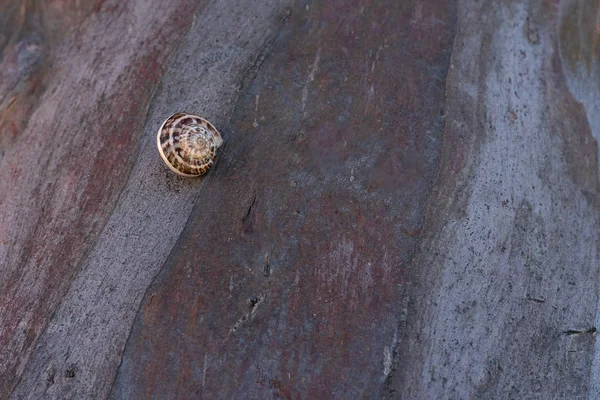 Latar Belakang Terbuat Dari Kulit Kayu Dengan Siput Besar Dengan — Stok Foto