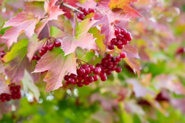 Viburnum opulus olarak da bilinen sulu kırmızı viburnum üzümleri dalda asılı, sonbaharda hasat ediyorlar.