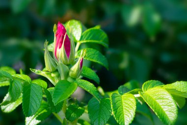 Parlak yaz güneşlerinde yeşil yapraklı gül tomurcukları, sağlık için şifalı bitkiler