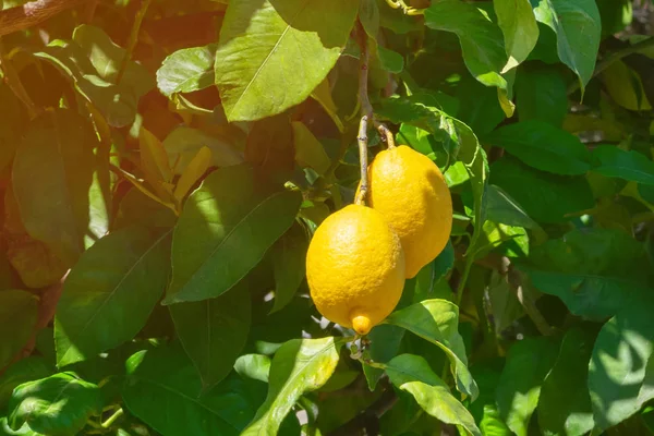Las Frutas Jugosas Limón Que Cuelgan Una Rama Las Luces — Foto de Stock