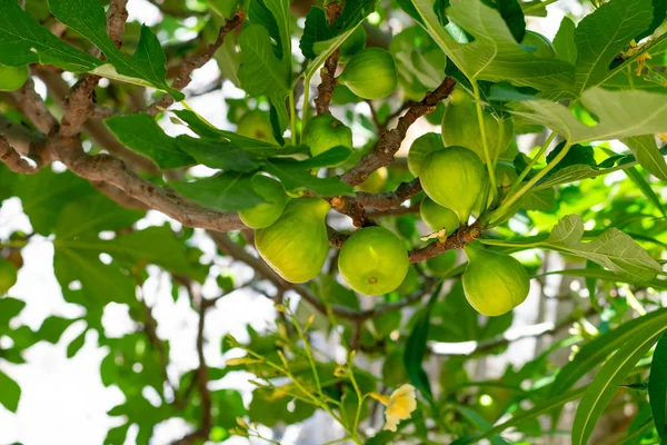 Grupo Higueras Verdes Inmaduras Rama Con Hojas Verdes Frutas Tropicales — Foto de Stock