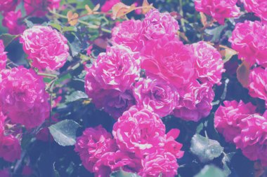 Yazı için pastel tonlarda yaratıcı bir düzen. Çiçeklerden ve kopyalanmış yapraklardan oluşan arkaplan.