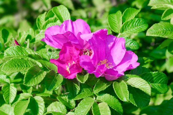 Flores Florescentes Rosa Vivas Cão Aumentaram Folhas Verdes Raios Sol — Fotografia de Stock