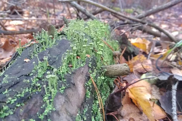 Cladonia Fimbriata Olarak Bilinen Küçük Orman Yosunu Ağaç Kabuğunda Yetişiyor — Stok fotoğraf