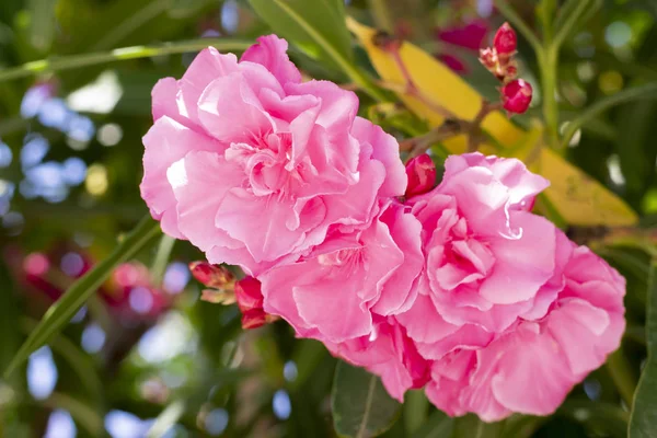 Adorável Florescendo Flores Oleandro Rosa Brilhante Com Folhas Verdes Prolífico — Fotografia de Stock