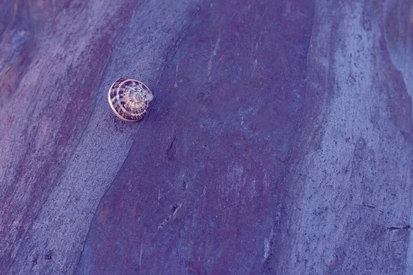 Ahşap Kabuktan Yapılmış Arka Plan Üzerinde Mor Tonlarda Spiral Kabuk — Stok fotoğraf