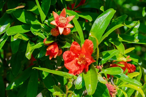 Red pomegranate flower and green leaves on summer sunbeams. The beginnig of pomegranate harvesting, seasonal friuts