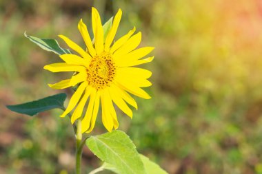 Parlak ayçiçeği tarlada büyüyor ve güneş ışığını takip ediyor. Ahenk ve sükunet kavramı