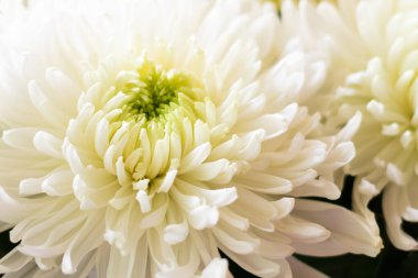 Background made of close up view on white sumptuous big chrysanthemum with light green core. Vertical format