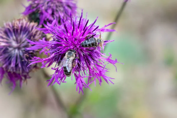 Blooming bright pink flower with honey bee gathering nectar on summertime. Close up view, macro. Greater knapweed also known as 