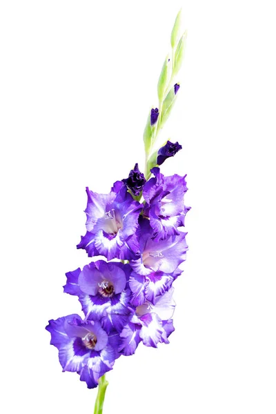 Floração Isolada Violeta Violeta Violeta Violeta Enorme Flores Fecham Formato — Fotografia de Stock