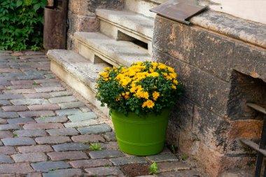 Açık hava merdivenlerinin yanındaki yeşil tencerede küçük sarı çiçekler. Çiçek sokak süslemesi 