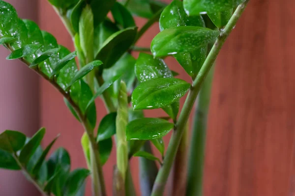 Canlı Yeşil Renkli Zamioculcas Saksı Bitkisi Ahşap Arka Planda Ofis — Stok fotoğraf