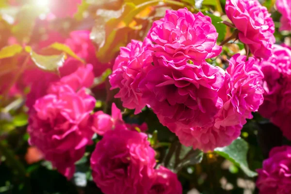 Beautiful Blossoming Bright Pink Rose Bush Sunlight Garden Lovely Blooming — Stock Photo, Image