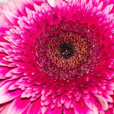 Kare biçiminde doğal arka plan olarak koyu çekirdekli canlı Gerbera çiçeğinin görüntüsünü kapat. 