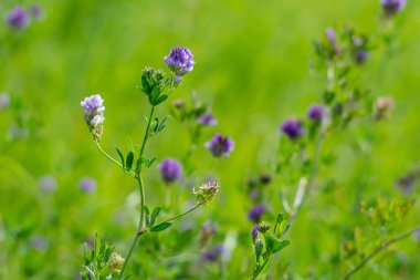 Çiçek açan mor çiçekler. Yazın Alfalfa ayrıca Lucerne ve Medicago sativa alanı olarak adlandırılır.