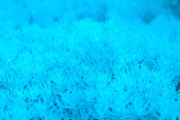 Abstrato Ligeiramente Borrado Fundo Botânico Azul Com Padrão Muitas Suculentas — Fotografia de Stock