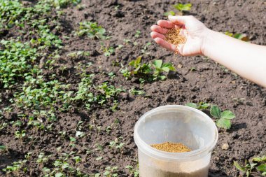 Young girl's hand full of mustard seeds preparing to sow on the ground in the vegetable garden as a fast growing green manure and effectively suppress weeds clipart