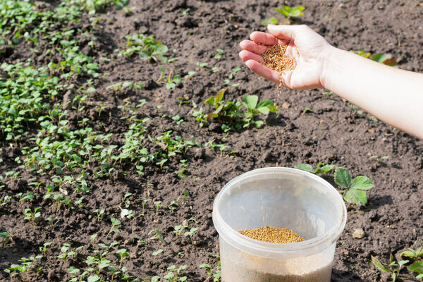 Рука молодой девушки полна семян горчицы, готовящихся сеять на земле в огороде, как быстро растущий зеленый навоз и эффективно подавлять сорняки
