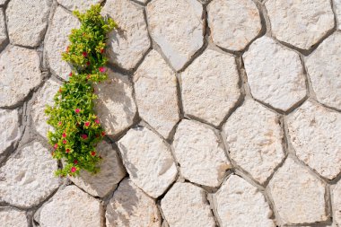 Kırmızı küçük çiçekler ile genç yeşil bitki ile Tuğla duvar içinde büyüyen. Liderlik kavramı, yaşam ve güçlü olmak