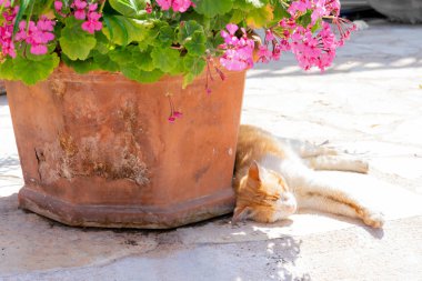 Red haired lazy cat is sleeping nearby of a big pot of blooming pink geranium flowers on summertime. Cat asleep on sunny daytime