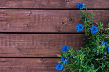 Background made of dark old-fashioned wood with small blue flowers and leaves. Unpainted blank background with horizontal stripes with copy space.