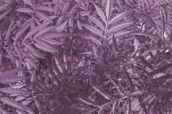 Fundo Botânico Tons Violeta Com Espaço Cópia Feito Muitas Plantas — Fotografia de Stock