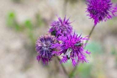 Çiçek açan parlak pembe çiçek ve bal arısı yazın nektar topluyor. Manzarayı kapat, makro. 