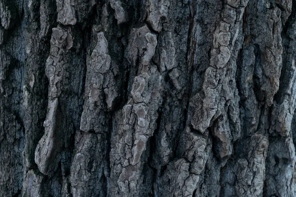 Tło Kory Drewnianego — Zdjęcie stockowe
