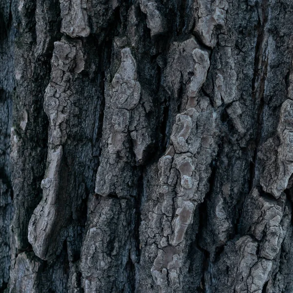 Achtergrond Gemaakt Van Schors Van Hout — Stockfoto